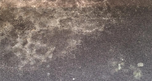 Carpet mould removal